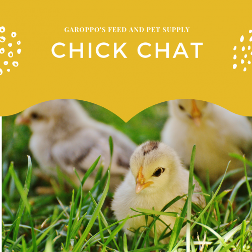 Chick Chat