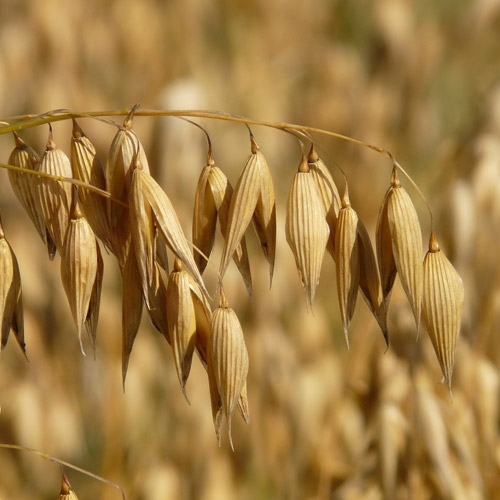 Bulk Seed