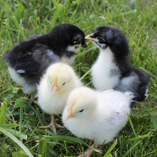Belton Feed Chick Schedule!