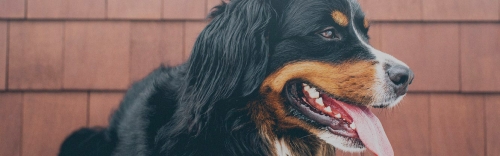 Dogs