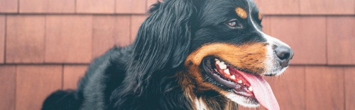 Dogs