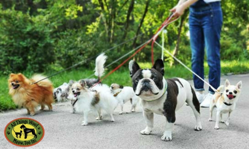 Woof Walk Wednesday