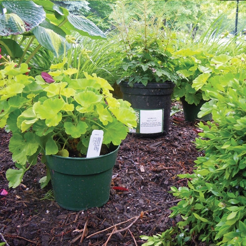Nursery