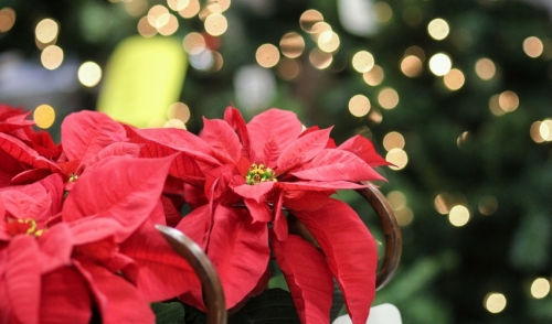 Holiday Plants – The Gifts That Keep On Giving