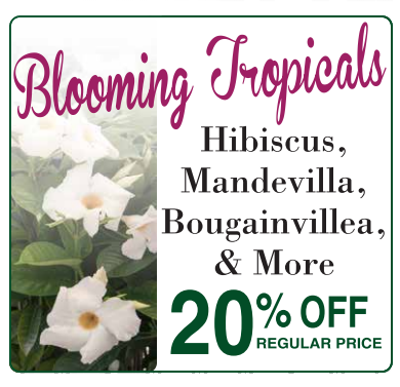 Sales &amp; Coupons for Louisiana Nursery | Louisiana Nursery