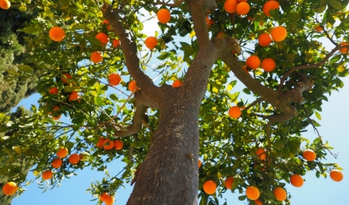 Citrus tree louisiana produce fruit