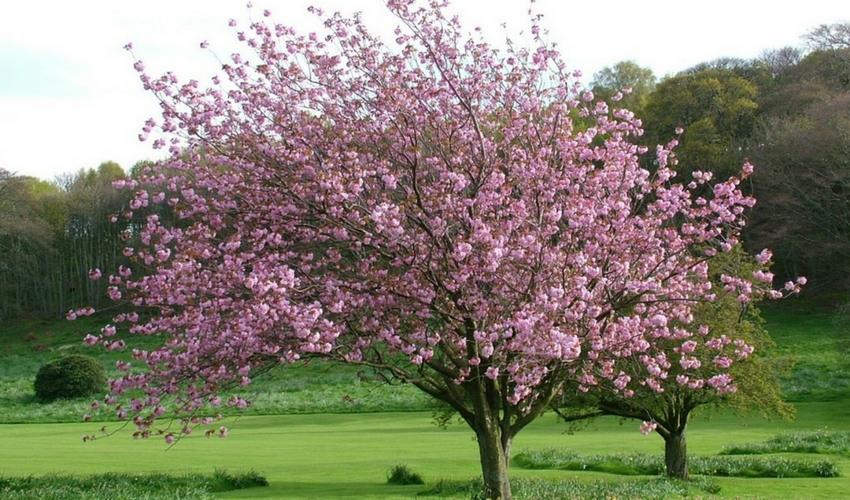 Planta de la semana: Magnolia japonesa