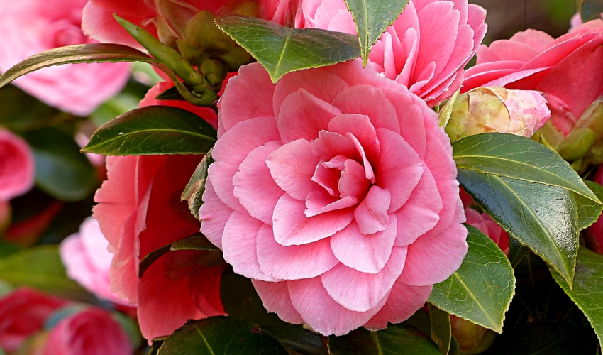 Plant of the Week: Camellia | Louisiana Nursery