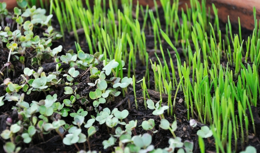 Gardening Tip Weed Prevention in the Flower Bed Louisiana Nursery