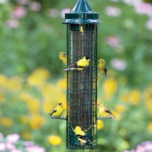 Bird Raritan Agway Raritan Nj