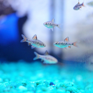 Aquarium Filtration 101 Seminar