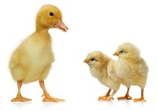 Ducklings & Bantams Preorder Sale