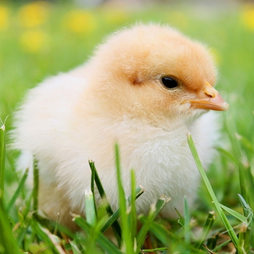Chicks