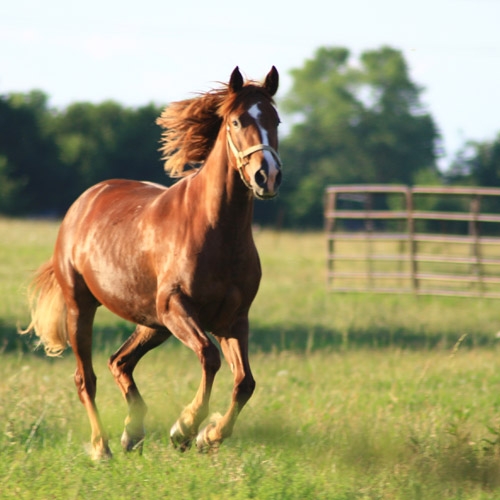 Farm & Equine