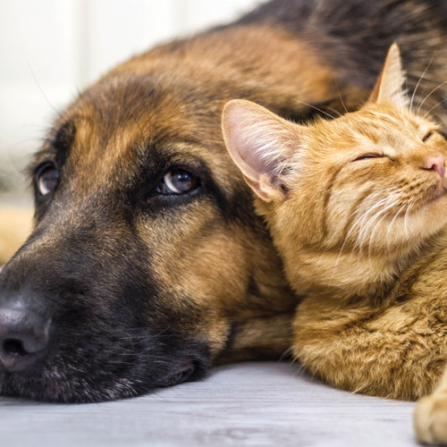 Pet