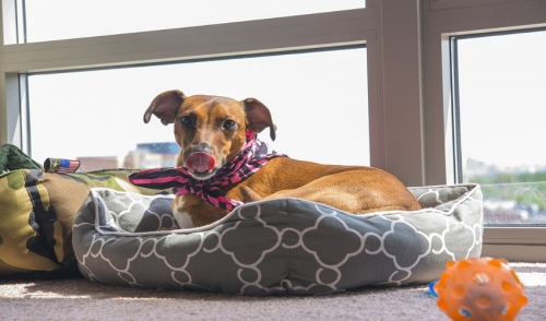 Enhancing Your Space for Your Pet