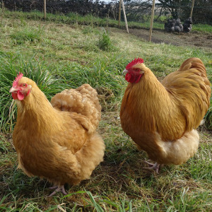 Buff Orpington