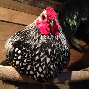 Silver Laced Wyandotte