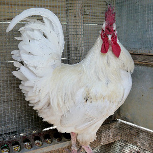 White Leghorn