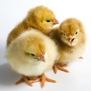 Chick Starter Kit $109.99 - $149.99