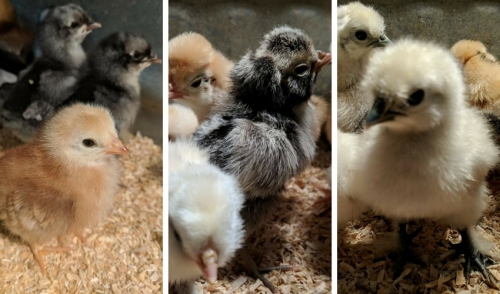 Chick Care Tips