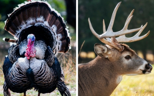 Is It Turkey Season or Deer Season....?