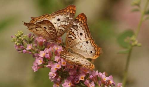 National Pollinator Week