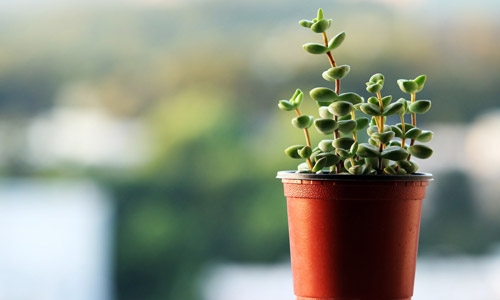 How to Re-pot Houseplants
