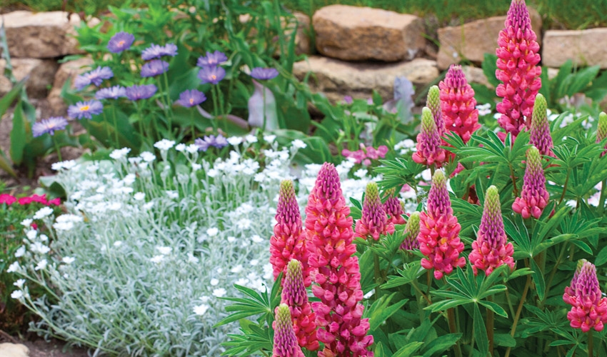 Why Fall is the Best Time to Plant Perennials Brock Farms