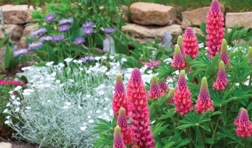 Why Fall is the Best Time to Plant Perennials