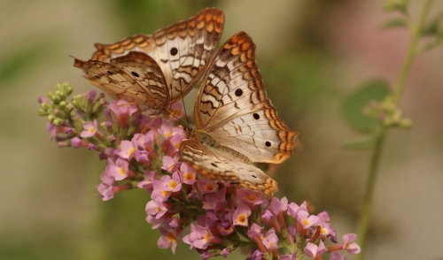 Help Local Pollinators Survive the Winter