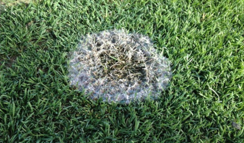 Prevent Snow Mold