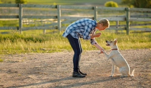 ZENOO - Having trouble getting your dog to listen? �� Don't know where to  start❓ All questions will be answered at @agotajakutyte IG LIVE today!� �  Tips for beginners � Easy at