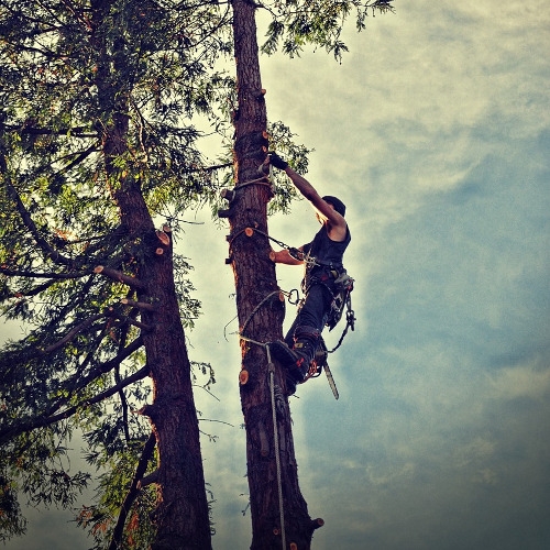 Tree & Brush Removal