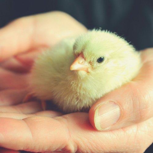 To Devine Feed And Pet Home Pet Supplies, Feed Store