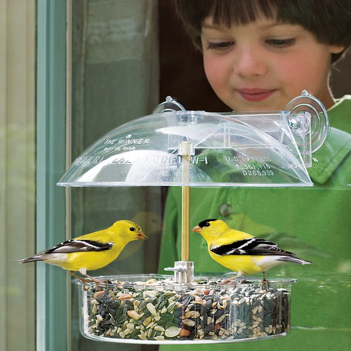 Bird Seed Bird Houses Devine Feed Pet Norwell Ma 02061