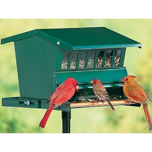 Duncraft Absolute Original Squirrel Proof Bird Feeder Devine