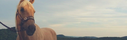 Welcome To Hanson Grain | Pet Supplies, Western Apparel, Cowboy Boots