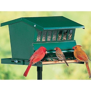 Duncraft Absolute Original Squirrel Proof Bird Feeder Hanson