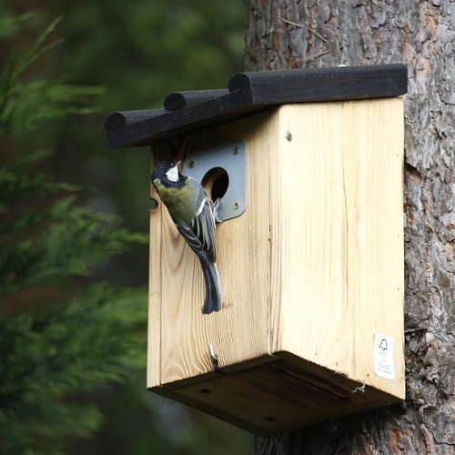 Birding