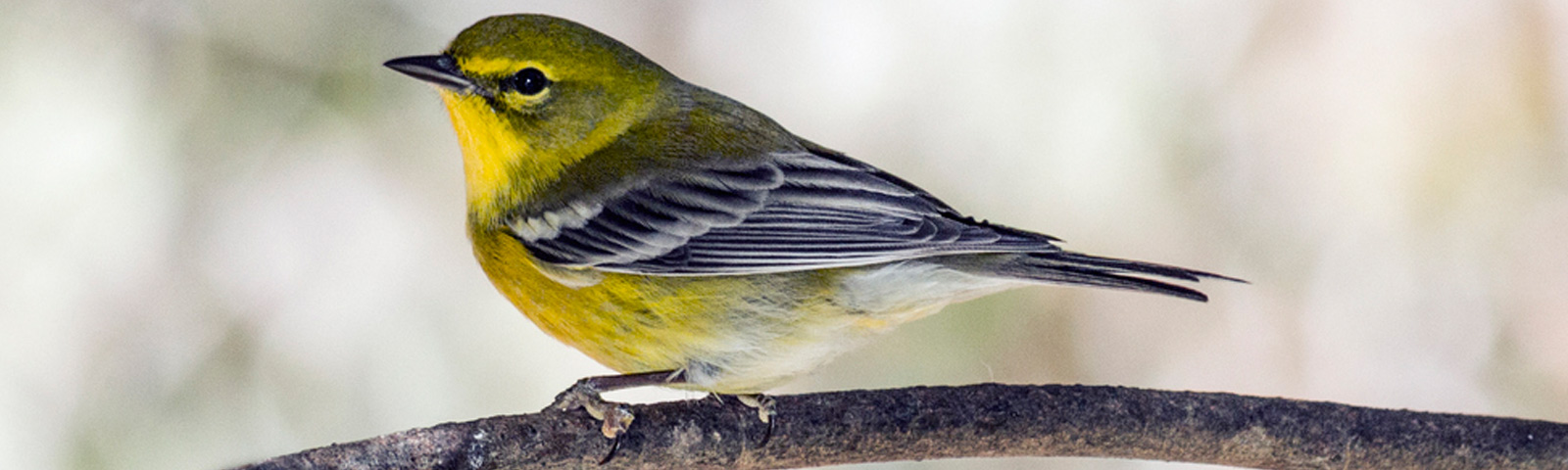 birding 1 image