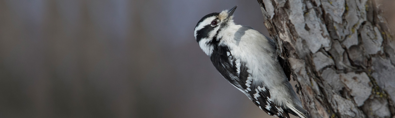 woodpecker