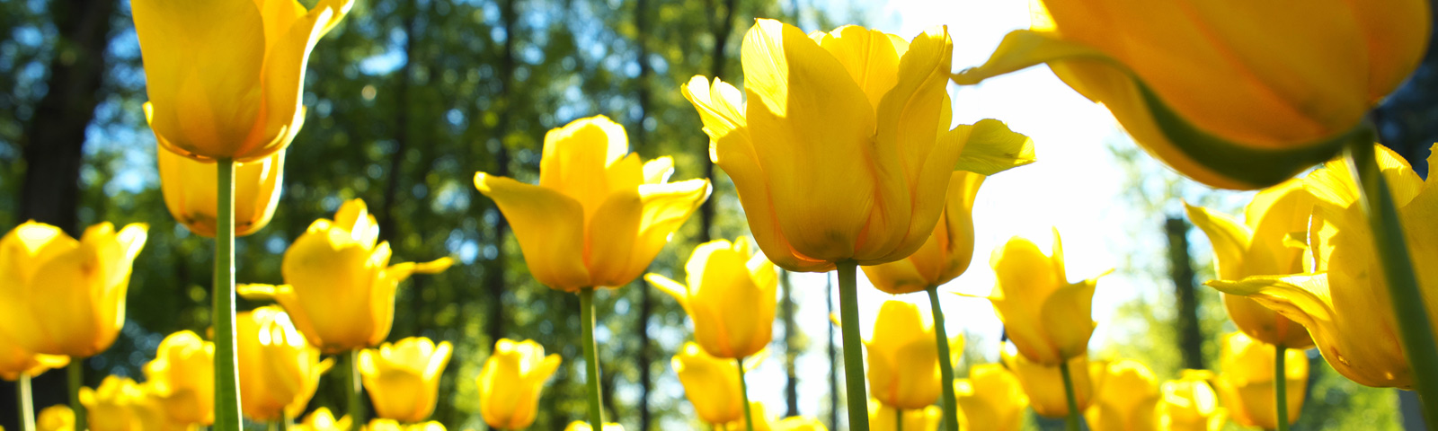 tulips