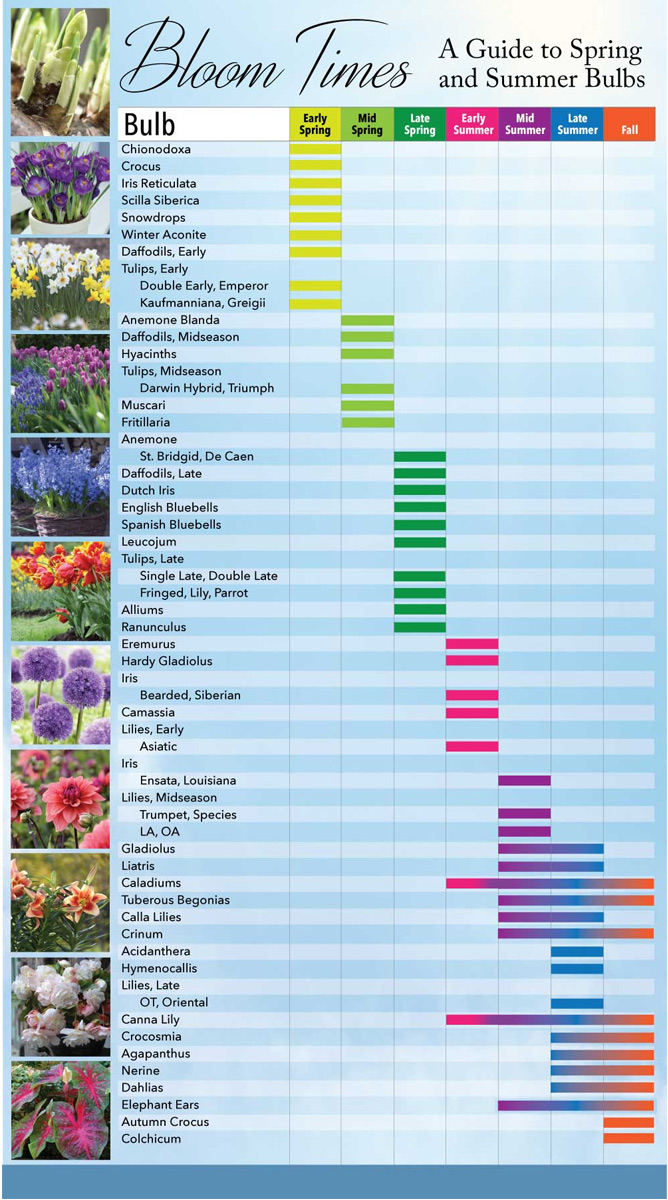 bulb bloom chart