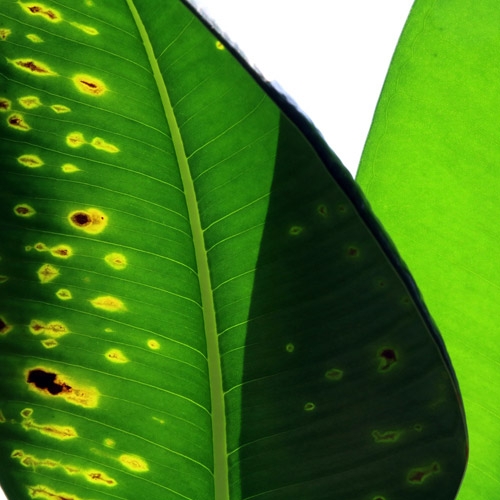Plant ID & Diagnostician
