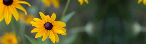 Summer Color