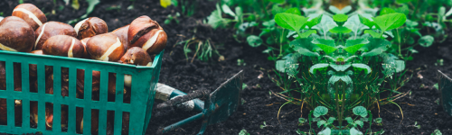 Prepare for Spring with Bulb Planting!