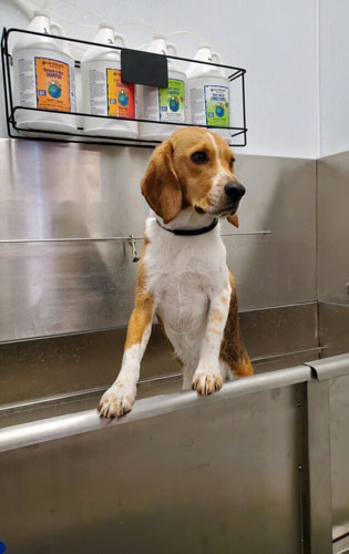 doggie wash stall clean beagle in tub