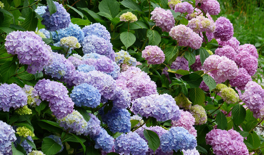 Hydrangea Hype: Garden Inspiration | Brock Farms