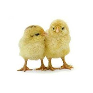 Baby Chickens